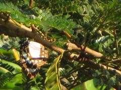 Albizia adianthifolia adianthifolia