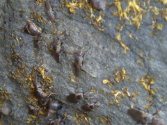 Coelopidae