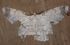 Image of Epimecis puellaria