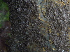 Coelopidae