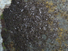 Coelopidae