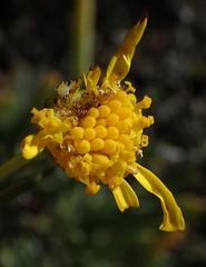 Euryops rehmannii