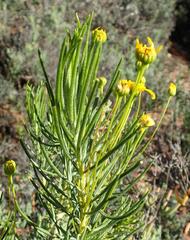 Euryops rehmannii