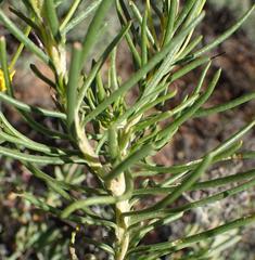 Euryops rehmannii