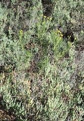 Euryops rehmannii