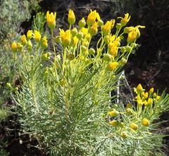 Euryops rehmannii