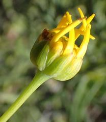 Euryops rehmannii