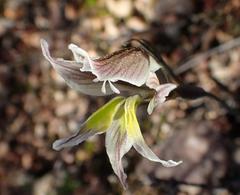 Gladiolus permeabilis permeabilis
