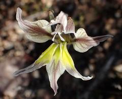 Gladiolus permeabilis permeabilis