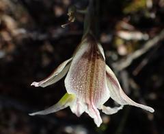 Gladiolus permeabilis permeabilis