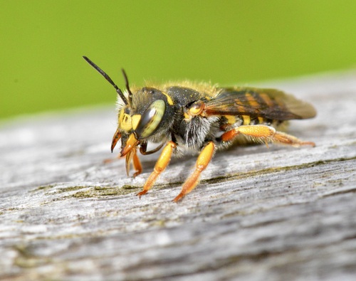 Oblong Woolcarder Bee photo 4