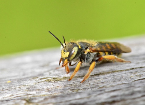 Oblong Woolcarder Bee photographed in Vermont