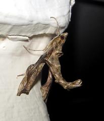 Terastia africana