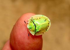 Aspidimorpha puncticosta