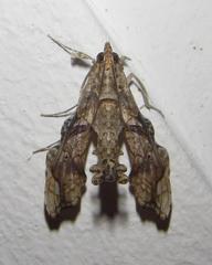 Terastia africana