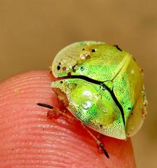 Aspidimorpha puncticosta