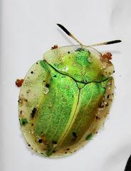 Aspidimorpha puncticosta