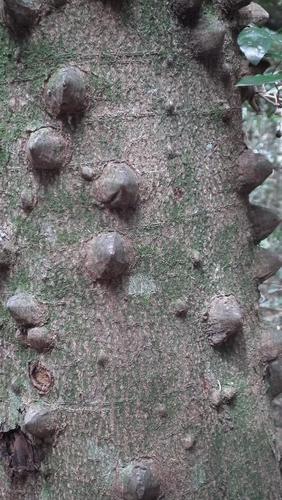Image of Zanthoxylum davyi by (c) Shaun Swanepoel, some rights reserved (CC BY)