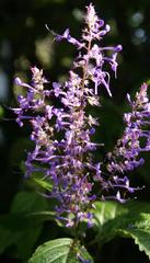 Plectranthus ecklonii