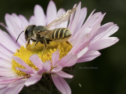 Horn-faced Leafcutter Bee photo 4