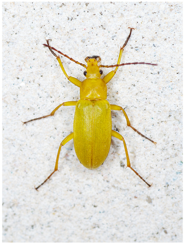 Geltonasis Dulkiagraužis nuotrauka