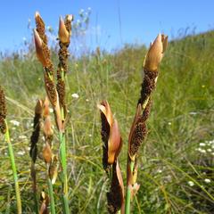 Elegia thyrsoidea
