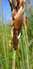 Elegia thyrsoidea