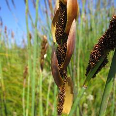 Elegia thyrsoidea