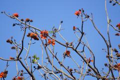 Erythrina caffra