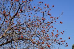 Erythrina caffra