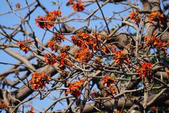 Erythrina caffra
