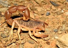 Parabuthus granulatus