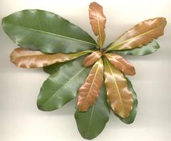 Vitellariopsis