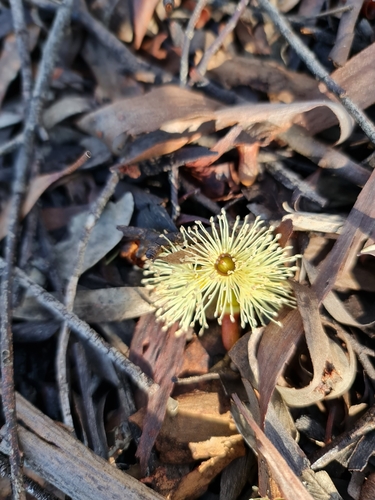 Image of Eucalyptus astringens by (c) Belinda Forbes, some rights reserved (CC BY)