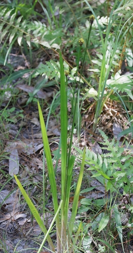Foto de Xyris laxifolia