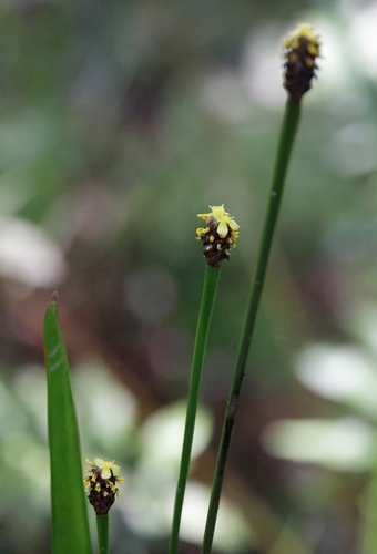 Foto de Xyris laxifolia