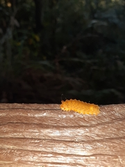 Eterusia aedea formosana