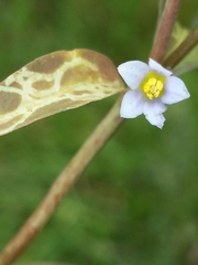 Exacum quinquenervium