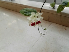 Lamprocapnos spectabilis