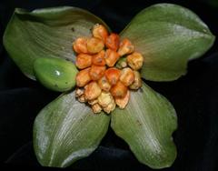 Scadoxus membranaceus