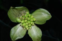 Scadoxus membranaceus