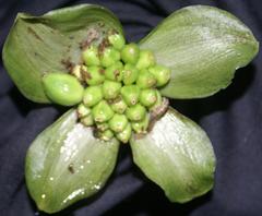 Scadoxus membranaceus