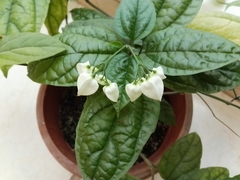Lamprocapnos spectabilis