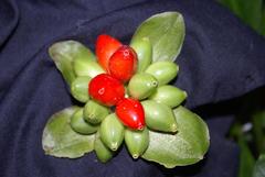 Scadoxus membranaceus