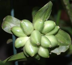 Scadoxus membranaceus