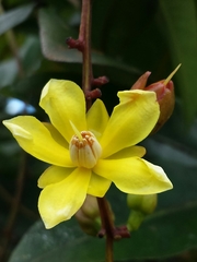 Campylospermum
