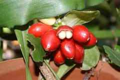Scadoxus membranaceus