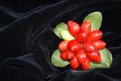 Scadoxus membranaceus