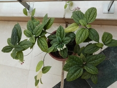 Lamprocapnos spectabilis