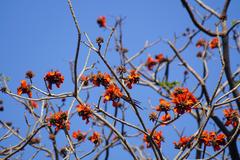 Erythrina caffra